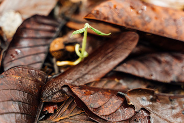 Small leaf that grows in the soil between brown deciduous leaves