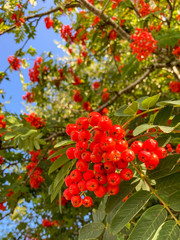 Close up view of red berries on a mountain ash tree. It is also known as a Rowan tree.