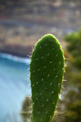 Cactus leaf back lit by low sun. Plain background. No people. Copy space.