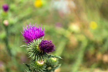 Close-up of Flowering thistle