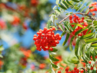 Rowan or mountain-ash (Sorbus aucuparia) with branches full of corymbs of small red scarlet ripen berries 