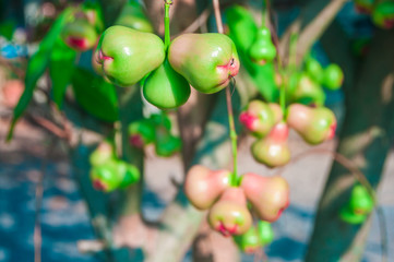 Fresh water apple or rose apple fruit hanging on tree.