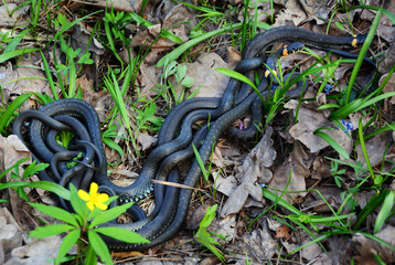 Snakes bask in the spring sun.