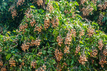 Bunch of longan fruit hanging on tree with leaves background. Cluster of fresh longan fruit with green leaf on longan tree.