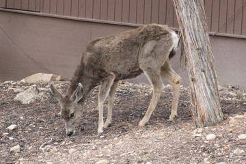 Mule Dear, Grand Canyon National Park, Arizona, USA