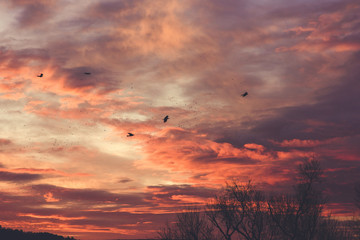 Beautiful sunrise in a forest with a cloudy sky.Pink and Orange colored clouds. beautiful nature. Multicolored sky. Film grain ,noise