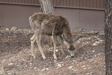 Mule Dear, Grand Canyon National Park, Arizona, USA