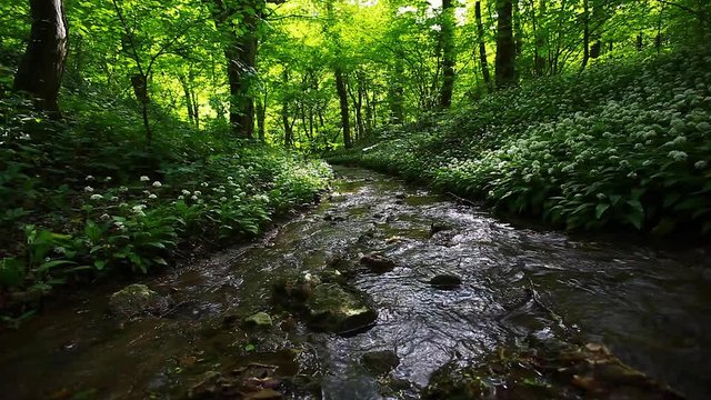 small stream in green forest 