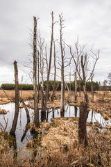 Dead tree in the river