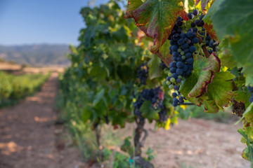 Grapes ready to harvest, for wine production in Corsica, France