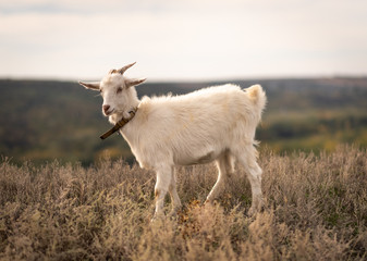 Goat eating grass,Goat on a pasture..White goat. Livestock bringing milk. Cattle on a village farm.