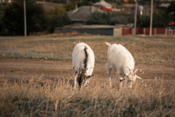 Obraz na płótnie Canvas Two goats eating grass,Goats on a pasture..White goats. Livestock bringing milk. Cattle on a village farm.