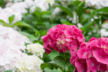 Pink hydrangea flower on a blurred background from a flower bed with white hydrangea. Landscape design concept, plants, background.