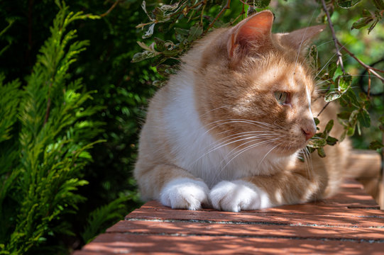 Ginger cat resting on garden wall in sunlight