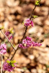 Daphne mezereum