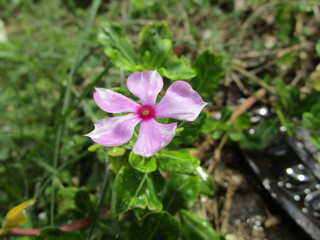 Violet flower in the garden