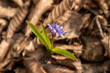 spring flowers in the forest