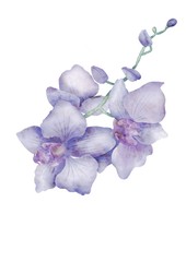 Watercolor orchid with white background
