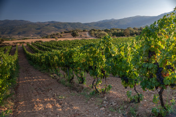 Fototapeta na wymiar Grapes ready to harvest, for wine production in Corsica, France