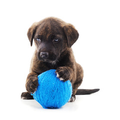 Obraz premium One little dog with balls.