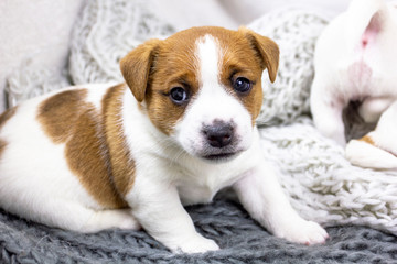 cute puppy male Jack Russell Terrier lies on a knitted blanket, home comfort