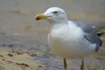 Obraz premium Portrait of a curious seagull on a sandy beach