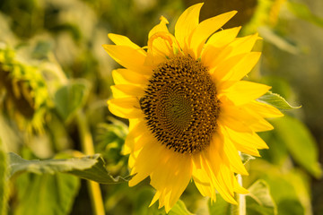  Sunflower blooming in the field on a sunny summer day closeup. Selective focus