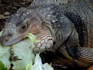 IGUANA, FAUNA , NATURALEZA, REINO ANIMAL,FAUNA EXÓTICA,PIEL 