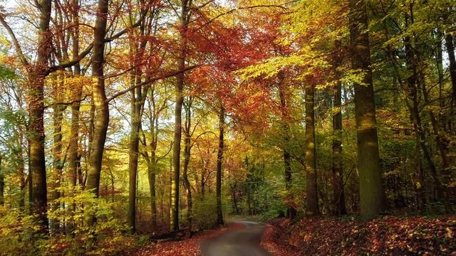 Moving along a path through a beautiful and colorful forest in autumn with yellow, orange, gold, red and green colors
