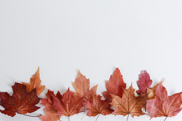 Lower border from dry autumn maple leaves isolated on white. Arrangement, row, line, heap, copy space, top view. Plant, season, fall concept