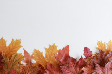 Heap of colorful dry autumn maple leaves forming lower border isolated on white. Arrangement, row, line, heap, copy space, top view. Plant, season, fall concept