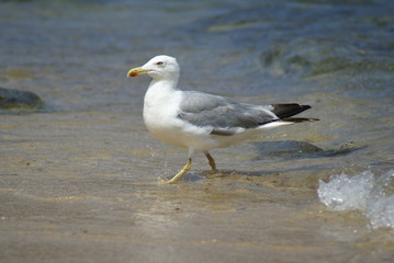 A seagull walking on the foreshore of a sandy beach