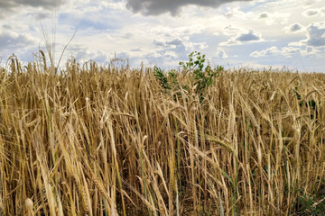 yellow ripe wheat field in summer