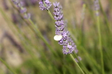 Petit escargot blanc sur de la lavande