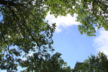 Green branches against a cloudy sky