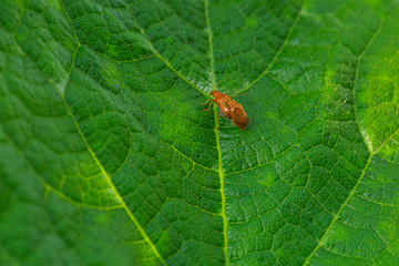 two red ladybugs mating on a green leaf, The Netherlands