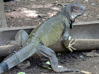 IGUANA, FAUNA , NATURALEZA, REINO ANIMAL,FAUNA EXÓTICA,PIEL 