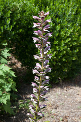 The tall flower of the plant Bear's Breech a species of Acanthus