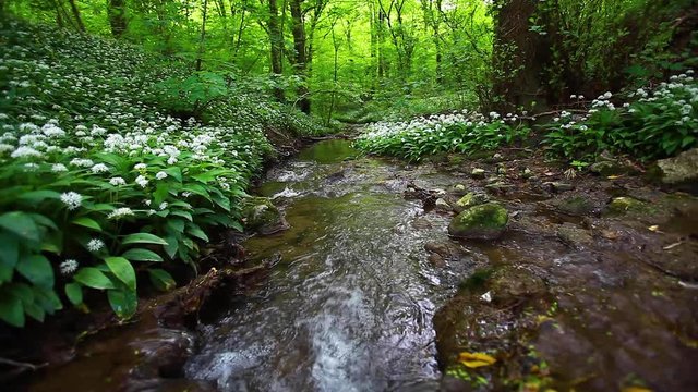 small stream in green forest 