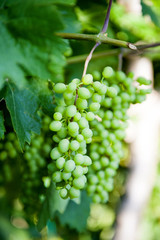 unripe bunches of grapes and leaves in the morning sun