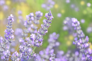 Foreground of lavender blooming in the sun, on nature bokeh background. Spring or summery vegetable background. Perfume industry