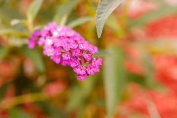 Nahaufnahme eines Schmetterlingsflieders