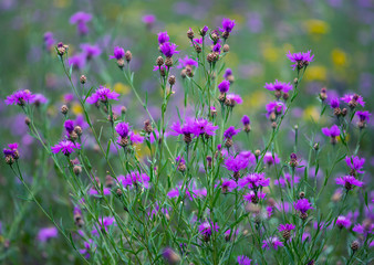 
background with beautiful wildflowers
