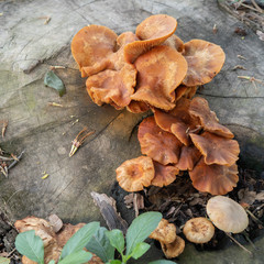 old Lentinus squarrosulas Mont