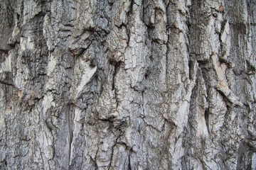 tree bark for background or wallpaper