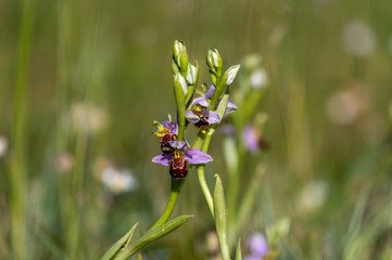 Bee orchid wild flower, ophrys apifera