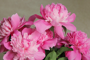 pink peony flowers