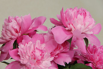 pink peony flower