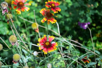 Many red flowers. Desktop background.
