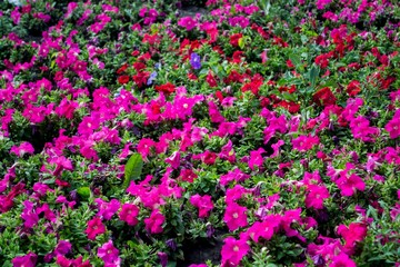 Petunia flowers. Beautiful flower field.